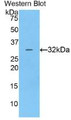 Western Blot; Sample: Recombinant protein.