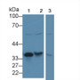 Western Blot; Sample: Recombinant protein.