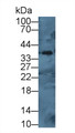 Western Blot; Sample: Mouse Spleen lysate; Primary Ab: 1µg/ml Rabbit Anti-Mouse CTSH Antibody Second Ab: 0.2µg/mL HRP-Linked Caprine Anti-Rabbit IgG Polyclonal Antibody