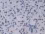 DAB staining on IHC-P; Samples: Mouse Pancreas Tissue; Primary Ab: 30µg/ml Rabbit Anti-Mouse CTSC Antibody Second Ab: 2µg/mL HRP-Linked Caprine Anti-Rabbit IgG Polyclonal Antibody