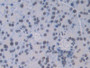 DAB staining on IHC-P; Samples: Mouse Pancreas Tissue)