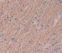 Used in DAB staining on fromalin fixed paraffin- embedded brain tissue