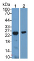 Western Blot; Sample: Lane1: Human Placenta lysate; Lane2: Rat Skin lysate; Primary Ab: 3μg/ml Rabbit Anti-Human GH2 Antibody; Second Ab: 0.2µg/mL HRP-Linked Caprine Anti-Rabbit IgG Polyclonal Antibody;