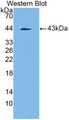 Western Blot; Sample: Recombinant protein.