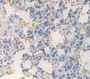 Platelet Derived Growth Factor Receptor Like Protein (Pdgfrl) Polyclonal Antibody, Cat#CAU23735