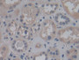 DAB staining on IHC-P; Samples: Human Kidney Tissue; Primary Ab: 30µg/ml Rabbit Anti-Human FGF12 Antibody Second Ab: 2µg/mL HRP-Linked Caprine Anti-Rabbit IgG Polyclonal Antibody