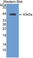 Western Blot; Sample: Recombinant protein.