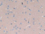 DAB staining on IHC-P; Samples: Mouse Brain Tissue.