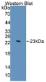 Western Blot; Sample: Recombinant protein.