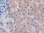 DAB staining on IHC-P; Samples: Human Liver Tissue; Primary Ab: 30µg/ml Rabbit Anti-Human SUMF1 Antibody Second Ab: 2µg/mL HRP-Linked Caprine Anti-Rabbit IgG Polyclonal Antibody