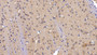 DAB staining on IHC-P; Sample: Mouse Cerebrum Tissue; Primary Ab: 20ug/ml Rabbit Anti-Mouse SOST Antibody Second Ab: 2µg/mL HRP-Linked Caprine Anti-Rabbit IgG Polyclonal Antibody