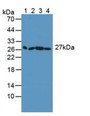 Western Blot; Sample: Lane1: Mouse Serum; Lane2: Mouse Placenta Tissue; Lane3: Mouse Lung Tissue; Lane4: Mouse Hela Cells.