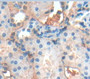 Smoothelin (Smtn) Polyclonal Antibody, Cat#CAU23804