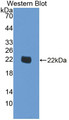 Western Blot Sample: Recombinant SMOX, Human