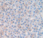Secreted Frizzled Related Protein 5 (Sfrp5) Polyclonal Antibody, Cat#CAU23819