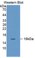 Western Blot; Sample: Recombinant protein.