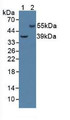 Western Blot; Sample: Lane1: Human HepG2 Cells; Lane2: Porcine Brain Tissue.