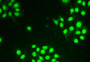 FITC staining on IHC-P Simple: Hela cells)