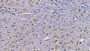 DAB staining on IHC-P; Samples: Mouse Brain Tissue