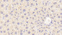 DAB staining on IHC-P; Samples: Mouse Liver Tissue;  Primary Ab: 20μg/ml Rabbit Anti-Mouse TEC Antibody Second Ab: 2µg/mL HRP-Linked Caprine Anti-Rabbit IgG Polyclonal Antibody 