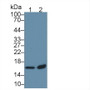 Western Blot; Sample: Recombinant protein.