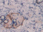 DAB staining on IHC-P; Samples: Rat Skin Tissue; Primary Ab: 20µg/ml Rabbit Anti-Rat RL Antibody Second Ab: 2µg/mL HRP-Linked Caprine Anti-Rabbit IgG Polyclonal Antibody