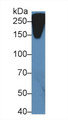 Western Blot; Sample: Mouse Serum; Primary Ab: 5µg/ml Rabbit Anti-Mouse RL Antibody Second Ab: 0.2µg/mL HRP-Linked Caprine Anti-Rabbit IgG Polyclonal Antibody