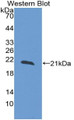 Western Blot; Sample: Recombinant protein.