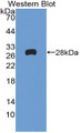 Western Blot; Sample: Recombinant protein.