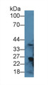 Western Blot; Sample: Rat Liver lysate; Primary Ab: 1µg/ml Rabbit Anti-Rat RGN Antibody Second Ab: 0.2µg/mL HRP-Linked Caprine Anti-Rabbit IgG Polyclonal Antibody