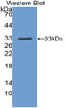 Western Blot; Sample: Recombinant protein.