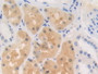 DAB staining on IHC-P; Samples: Human Kidney Tissue; Primary Ab: 10µg/ml Rabbit Anti-Human RENBP Antibody Second Ab: 2µg/mL HRP-Linked Caprine Anti-Rabbit IgG Polyclonal Antibody