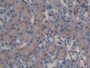 DAB staining on IHC-P; Samples: Mouse Kidney Tissue;  Primary Ab: 20µg/ml Rabbit Anti-Mouse QSOX1 An