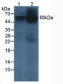 Western Blot; Sample: Lane1: Human 293T Cells; Lane2: Human HeLa Cells.