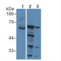 Western Blot; Sample: Lane1: Mouse Serum; Lane2: Mouse Kidney lysate; Lane3: Mouse Cerebrum lysate; ; Primary Ab: 1µg/ml Rabbit Anti-Mouse PRODH Antibody; Second Ab: 0.2µg/mL HRP-Linked Caprine Anti-Rabbit IgG Polyclonal Antibody;