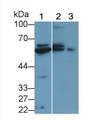 Western Blot; Sample: Lane1: Porcine Liver lysate; Lane2: Porcine Kidney lysate; Lane3: Mouse Gallbladder lysate; Primary Ab: 2μg/ml Rabbit Anti-Human PAH Antibody; Second Ab: 0.2µg/mL HRP-Linked Caprine Anti-Rabbit IgG Polyclonal Antibody;