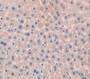 Peroxiredoxin 1 (Prdx1) Polyclonal Antibody, Cat#CAU23906