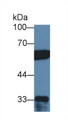 Western Blot; Sample: Human Hela cell lysate; Primary Ab: 2µg/ml Rabbit Anti-Human PTBP1 Antibody Second Ab: 0.2µg/mL HRP-Linked Caprine Anti-Rabbit IgG Polyclonal Antibody