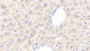 DAB staining on IHC-P; Samples: Mouse Liver Tissue; Primary Ab: 20μg/ml Rabbit Anti-Mouse PPHLN1 Antibody Second Ab: 2µg/mL HRP-Linked Caprine Anti-Rabbit IgG Polyclonal Antibody