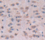 Used in DAB staining on fromalin fixed paraffin- embedded Kidney tissue