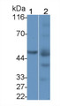 Western Blot; Sample: Lane1: HepG2 cell lysate; Lane2: Mouse Liver lysate; Primary Ab: 3μg/ml Rabbit Anti-Rat PLTP Antibody; Second Ab: 0.2µg/mL HRP-Linked Caprine Anti-Rabbit IgG Polyclonal Antibody;