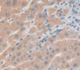 Used in DAB staining on fromalin fixed paraffin- embedded Kidney tissue