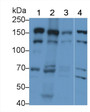 Western Blot; Sample: Lane1: Rat Testis lysate; Lane2: Mouse Lung lysate; Lane3: Mouse Testis lysate; Lane4: 293T cell lysate; Primary Ab: 2μg/ml Rabbit Anti-Rat KTN1 Antibody; Second Ab: 0.2µg/mL HRP-Linked Caprine Anti-Rabbit IgG Polyclonal Antibody;