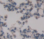 Podoplanin (Pdpn) Polyclonal Antibody, Cat#CAU23938