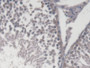 DAB staining on IHC-P; Samples: Rat Testis Tissue;  Primary Ab: 20µg/ml Rabbit Anti-Rat PCM1 Antibod