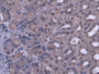 DAB staining on IHC-P; Samples: Mouse Stomach Tissue;  Primary Ab: 20µg/ml Rabbit Anti-Mouse PANK1 A