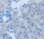 Oxytocin Receptor (Oxtr) Polyclonal Antibody, Cat#CAU23951