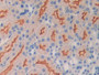 DAB staining on IHC-P; Samples: Mouse Kidney Tissue;  Primary Ab: 20µg/ml Rabbit Anti-Mouse OXTR Ant