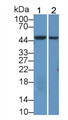 Western Blot; Sample: Recombinant protein.