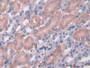 DAB staining on IHC-P; Samples: Mouse Kidney Tissue; Primary Ab: 30µg/ml Rabbit Anti-Mouse OPTN Antibody Second Ab: 2µg/mL HRP-Linked Caprine Anti-Rabbit IgG Polyclonal Antibody